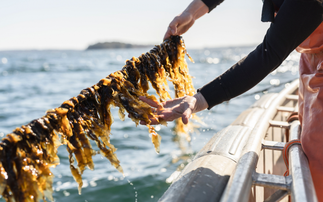 The Origins of Seaweed and the Case for Sustainability