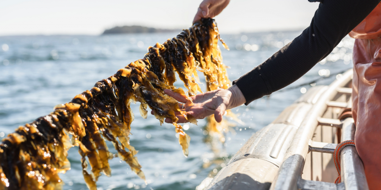 The Origins of Seaweed and the Case for Sustainability