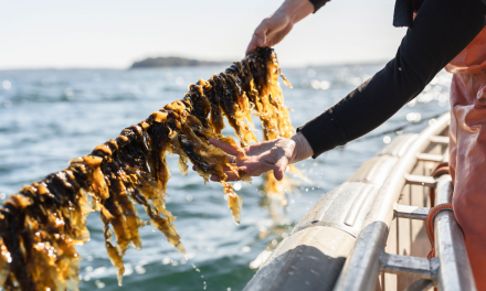 The Origins of Seaweed and the Case for Sustainability