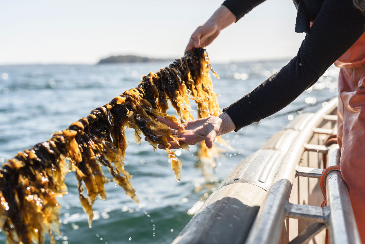 Falmouth, ME, United States -- Colleen Francke checks a line of young sugar kelp from Colleen Francke’s Seaweed farming off the coast of Falmouth, ME on Sunday, March 21, 2021.