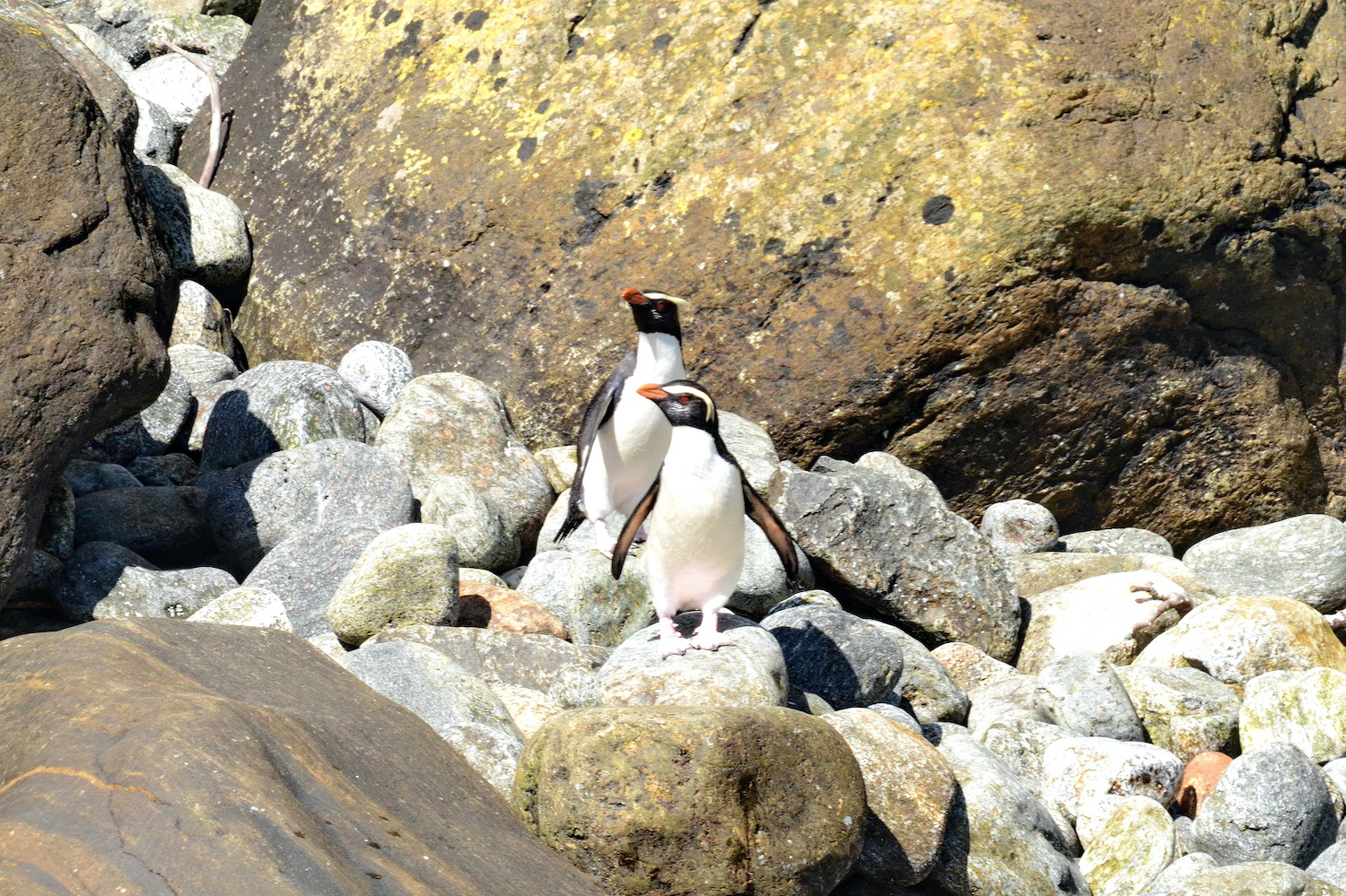 Fiordland Crested Penguins, Milford Sound, South Island, New Zealand