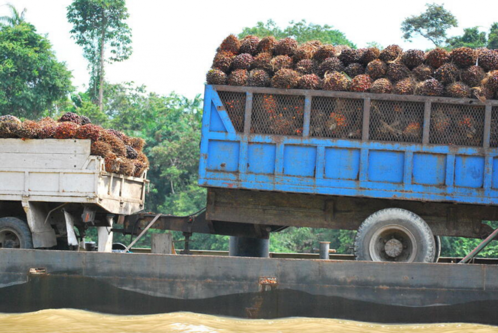 Truck carrying palm fruits to make palm oil in Borneo
