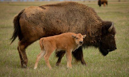 9 Top Wildlife Experiences in Yellowstone National Park