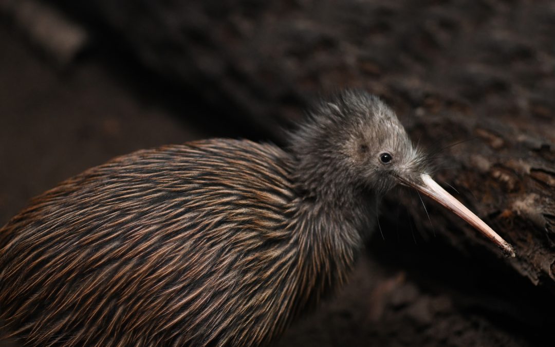 In the Land of Glowing Skies: Kiwi Conservation in New Zealand
