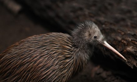 In the Land of Glowing Skies: Kiwi Conservation in New Zealand