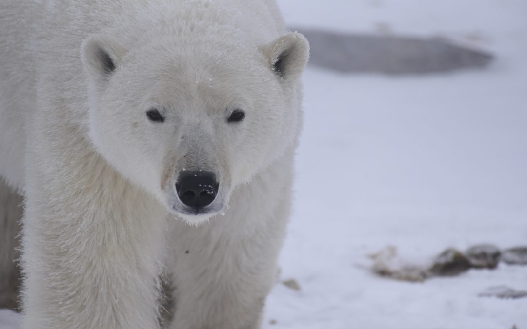 What Are the Top Threats Polar Bears Face?