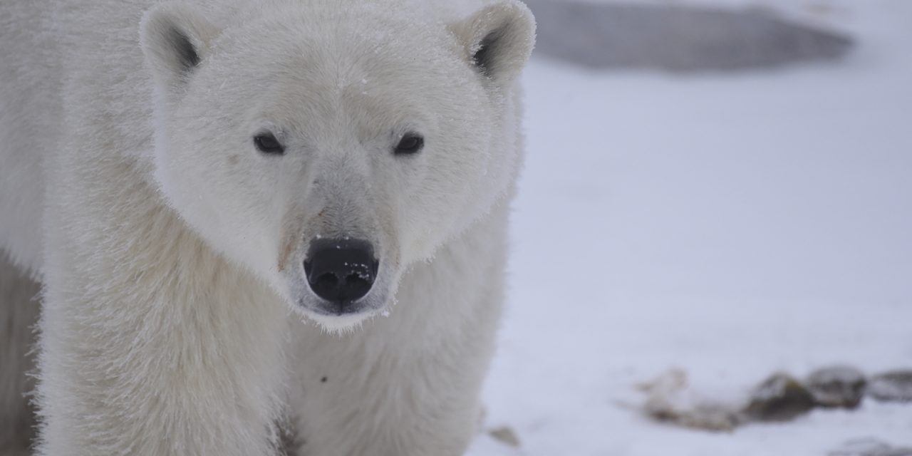 What Are the Top Threats Polar Bears Face?