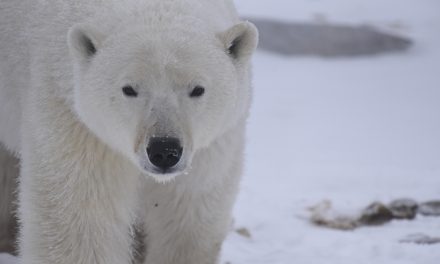 What Are the Top Threats Polar Bears Face?
