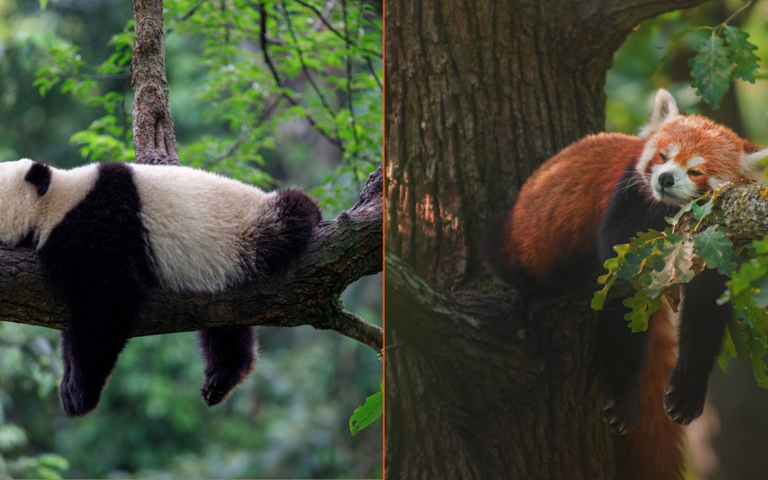 Are Red Pandas Related to Giant Pandas?