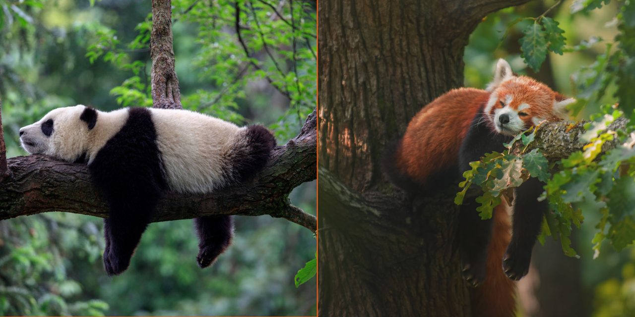 Are Red Pandas Related to Giant Pandas?