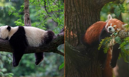 Are Red Pandas Related to Giant Pandas?