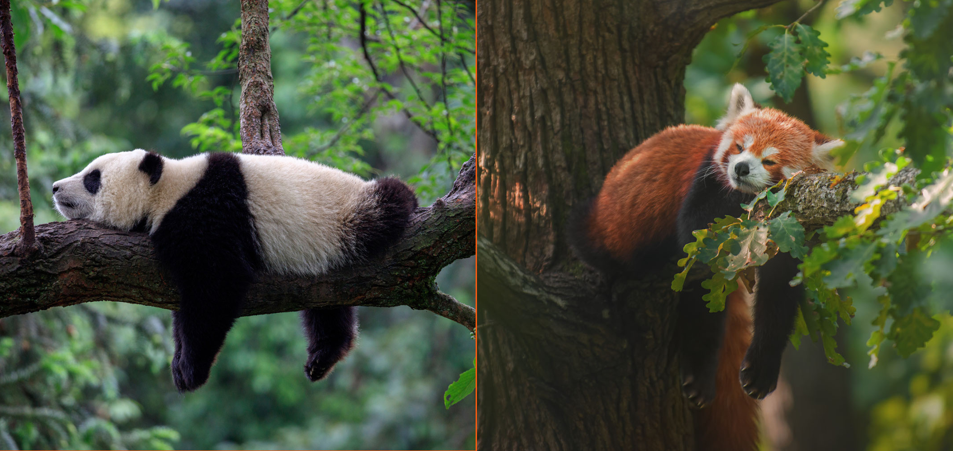 red panda napping on a branch and giant panda napping on a branch