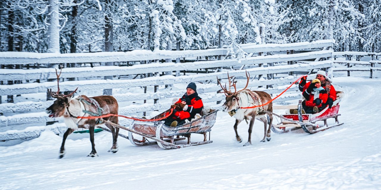 Caribou vs. Reindeer: Is There a Difference?