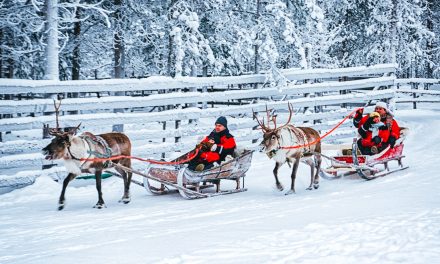 Caribou vs. Reindeer: Is There a Difference?