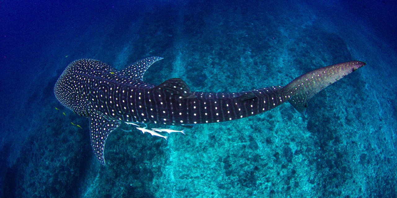 Safeguarding Migration Routes from Ecuador to Costa Rica with the Creation of the Hermandad Marine Reserve   