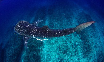 Safeguarding Migration Routes from Ecuador to Costa Rica with the Creation of the Hermandad Marine Reserve   