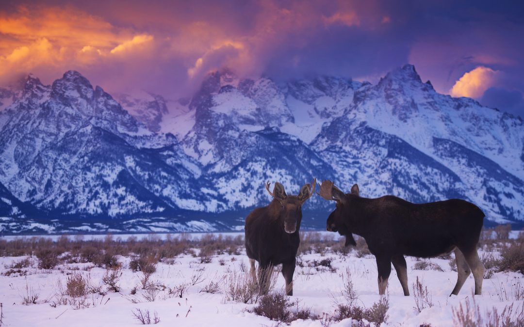 10 Reasons to Visit Yellowstone National Park in Winter