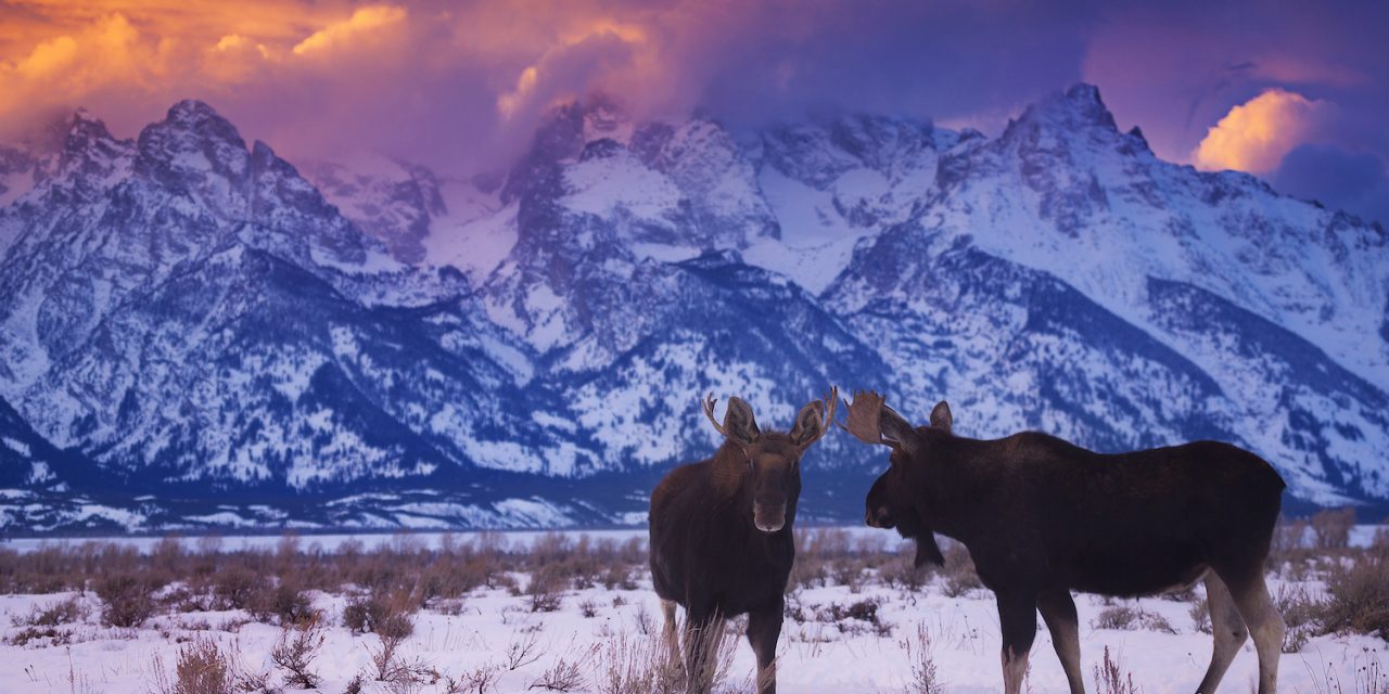 10 Reasons to Visit Yellowstone National Park in Winter