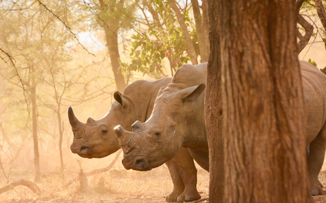 Modern Technologies Helping Save Endangered Species