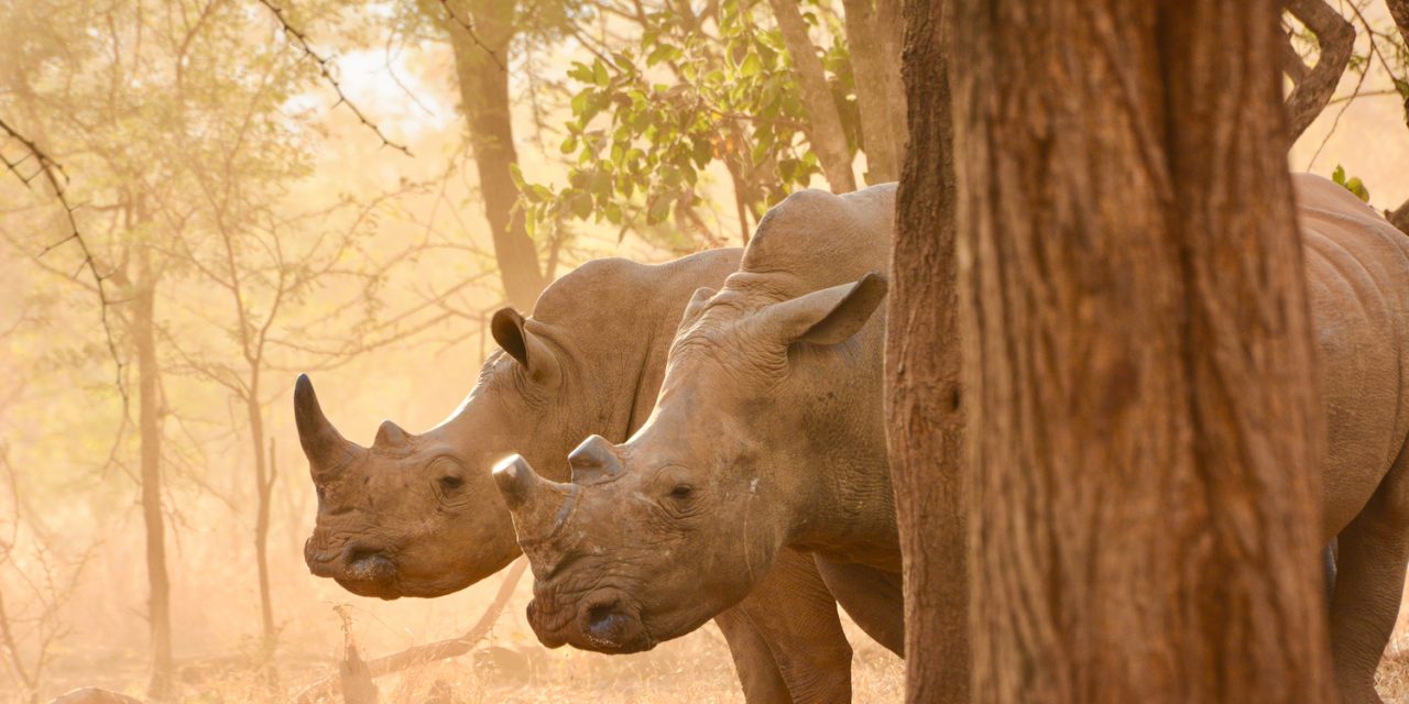 Modern Technologies Helping Save Endangered Species