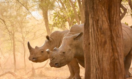 Modern Technologies Helping Save Endangered Species