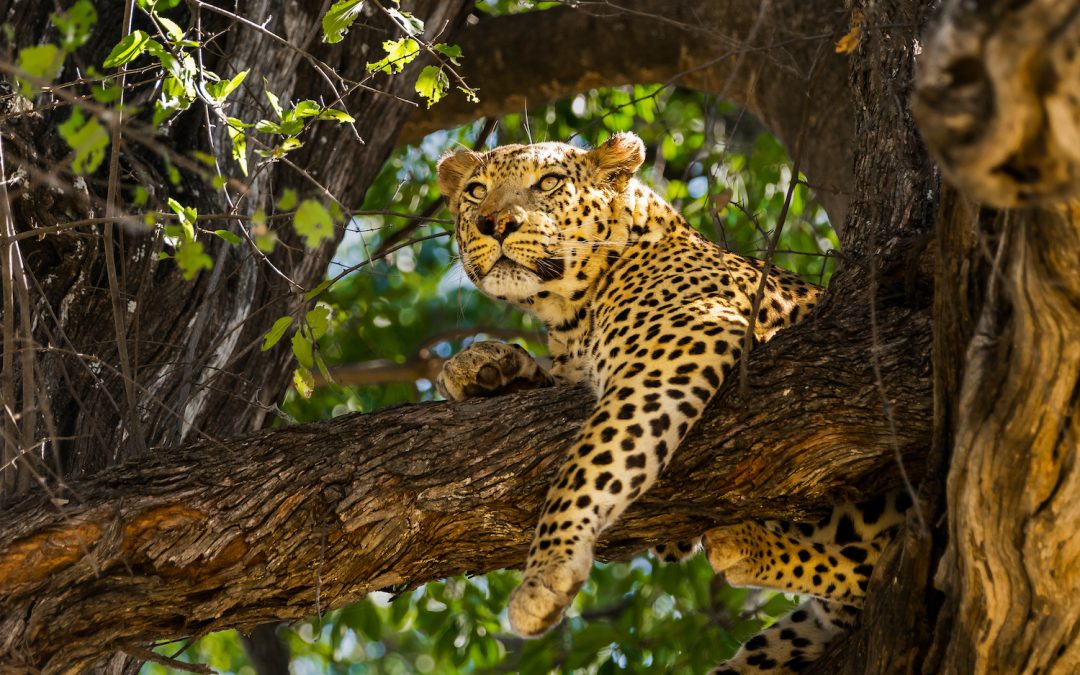 Why Botswana Is a Model for Ecotourism Around the World