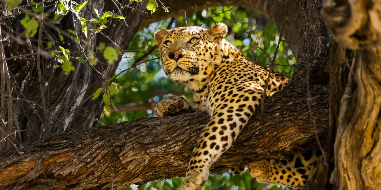 Why Botswana Is a Model for Ecotourism Around the World