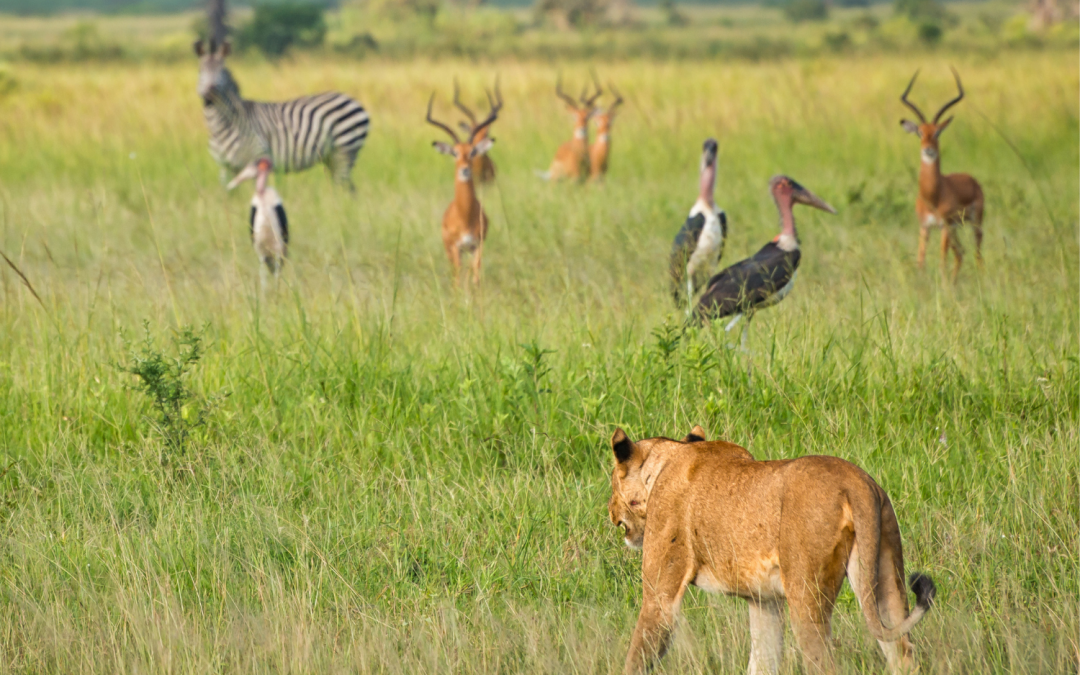 10 Species to Celebrate this World Wildlife Day