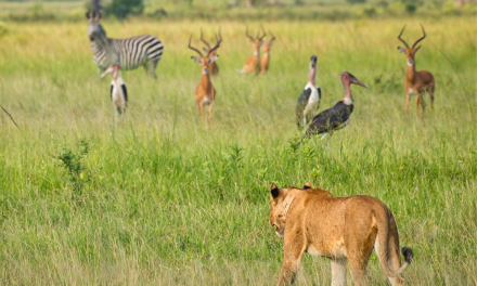 10 Species to Celebrate this World Wildlife Day