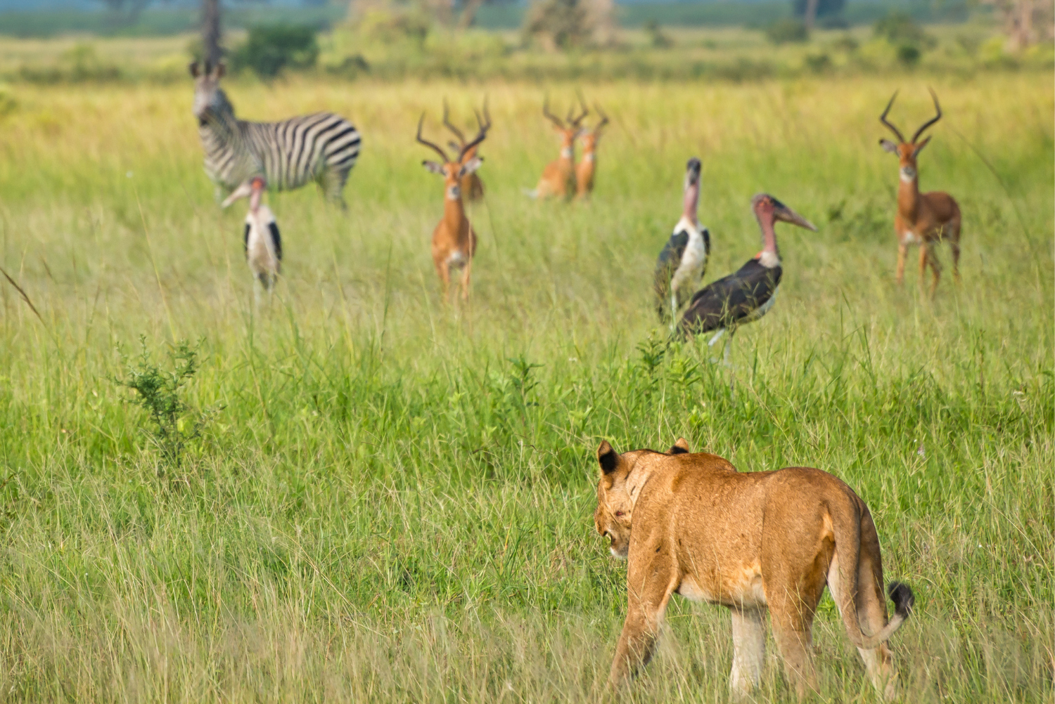 A lioness walking towards zebras, marabou storks and antelope at Mikumi National Park in Tanzania.