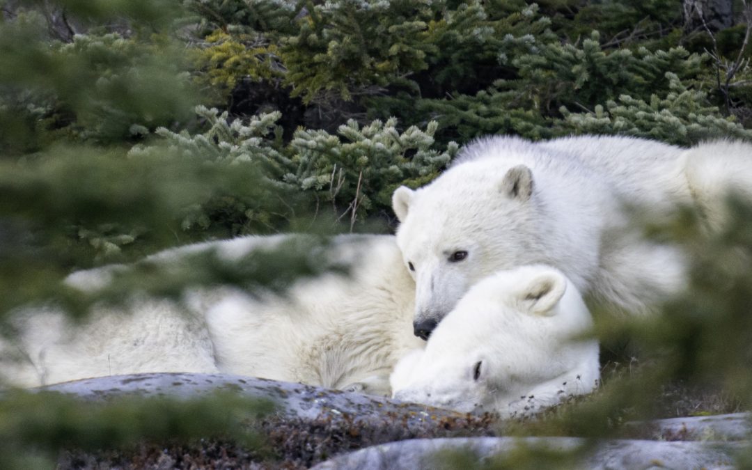 Feeling the “Arctic Squeeze” – The UN’s New Climate Report and What it Means for Polar Bears