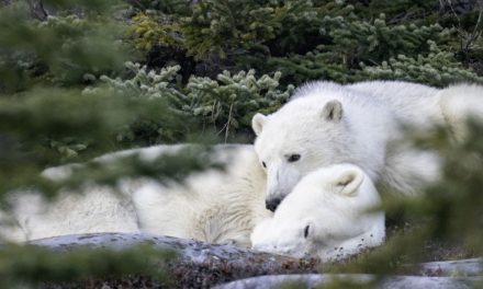Feeling the “Arctic Squeeze” – The UN’s New Climate Report and What it Means for Polar Bears