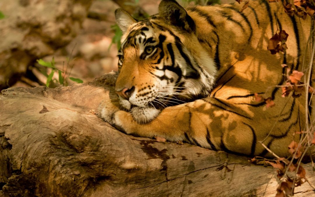 Why Do Tigers Have Stripes?