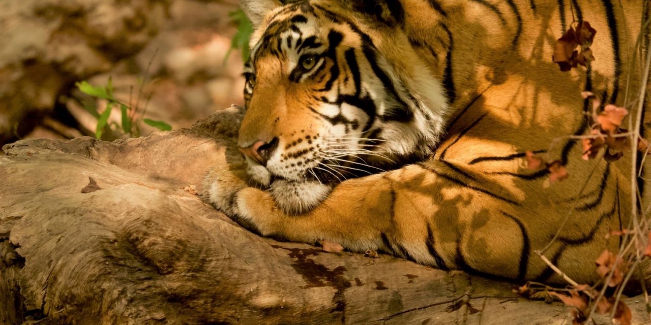 Why Do Tigers Have Stripes?