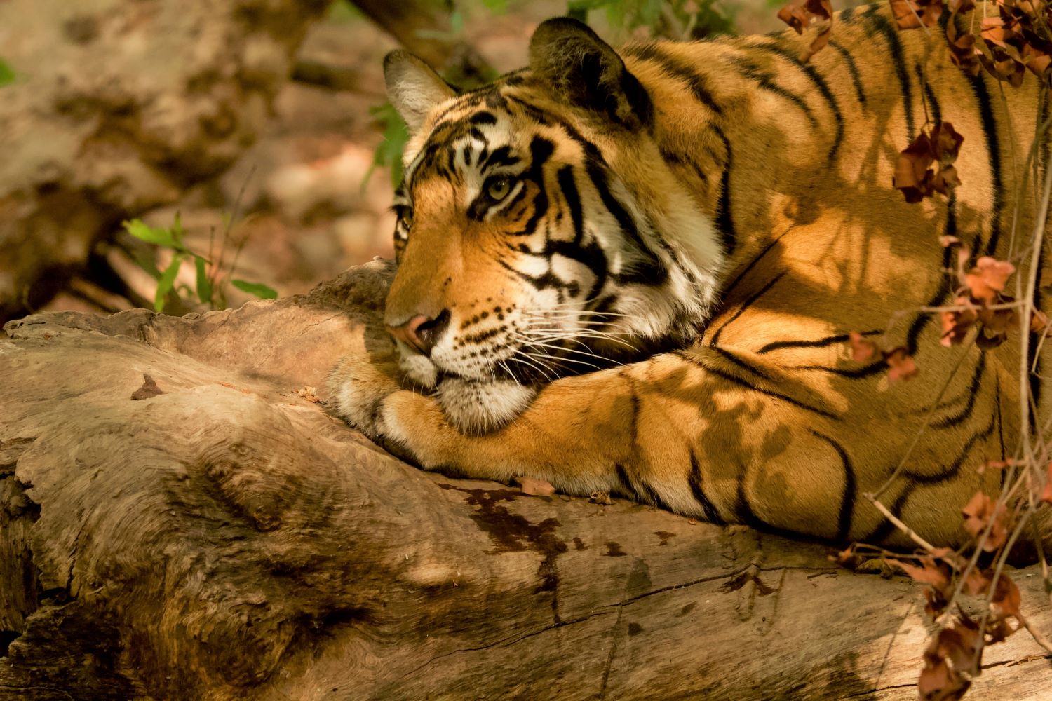 tiger