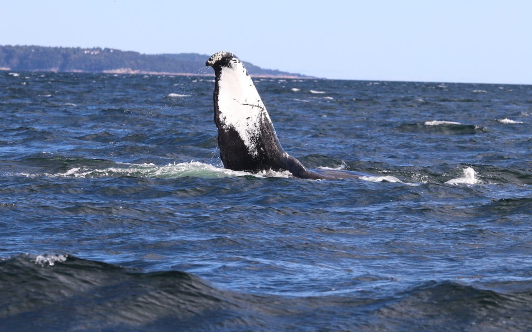Causes for Hope: Whale Conservation in Quebec