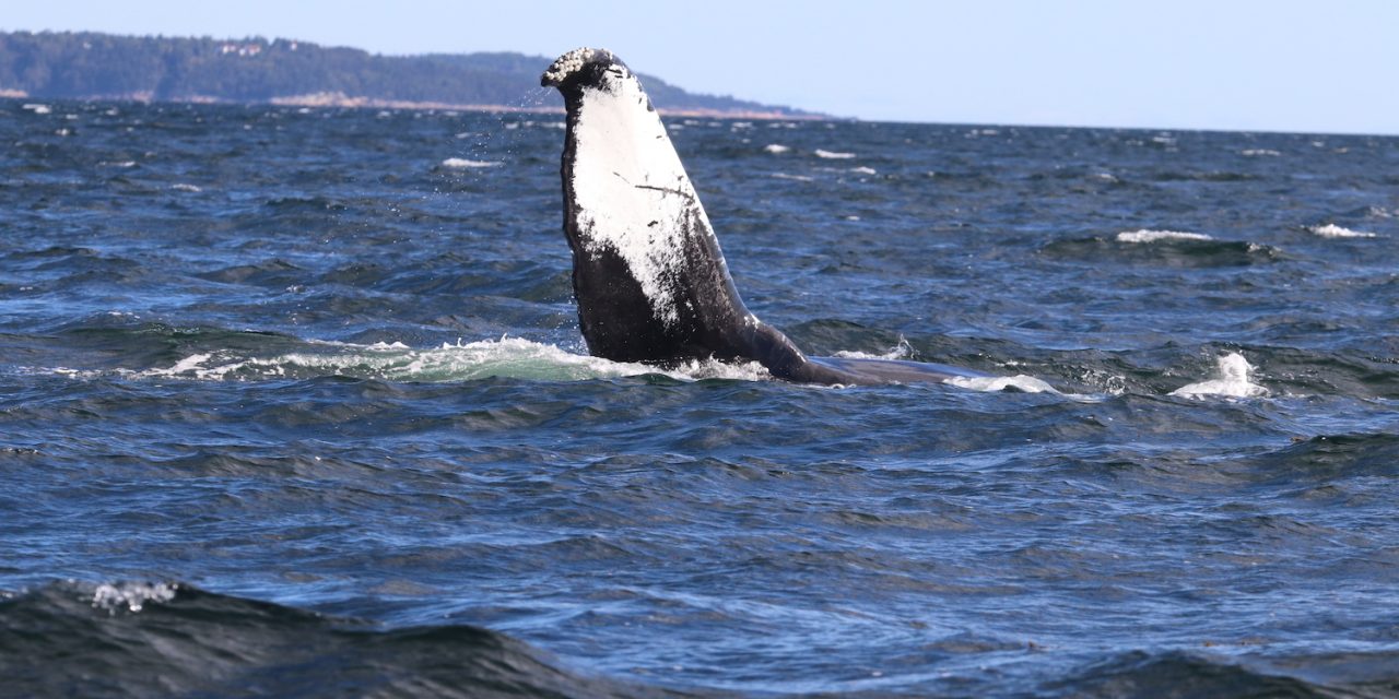 Causes for Hope: Whale Conservation in Quebec