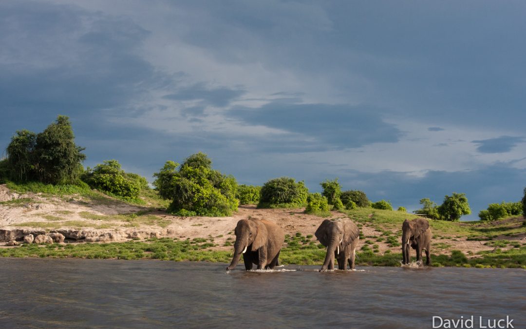 Celebrating World Elephant Day in The Land of The Giants