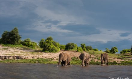 Celebrating World Elephant Day in The Land of The Giants
