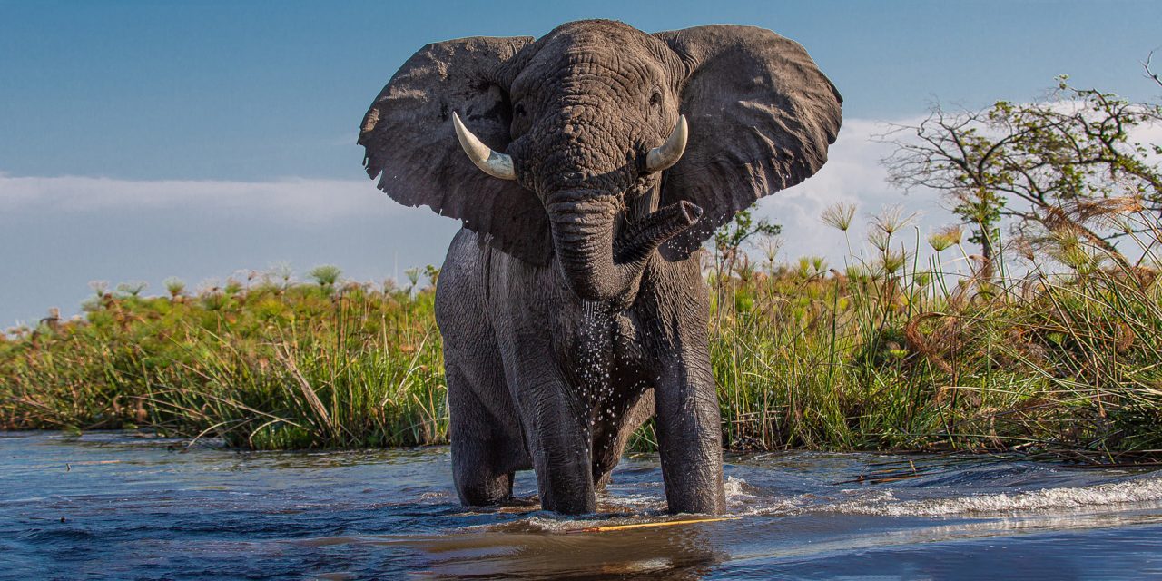 Elephants Everywhere, But Where Has the Water Gone?
