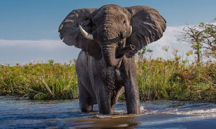 Elephants Everywhere, But Where Has the Water Gone?