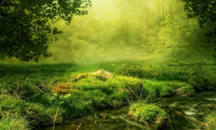 Nat Hab Enhances Transparency with Inaugural Sustainability Report and New Carbon Clear Vision Program