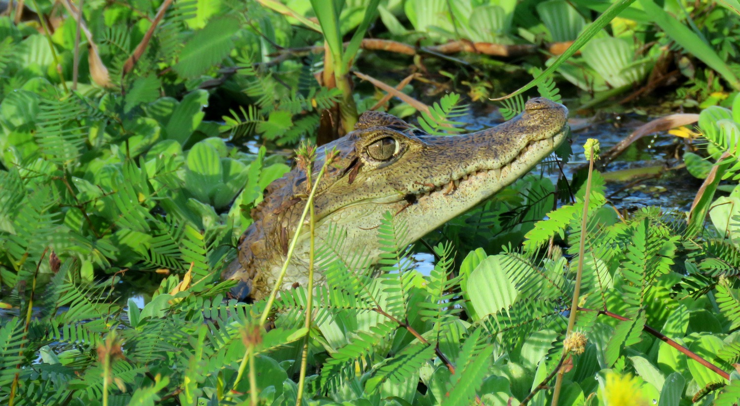 A spectacled caiman in the Peruvian Amazon. 