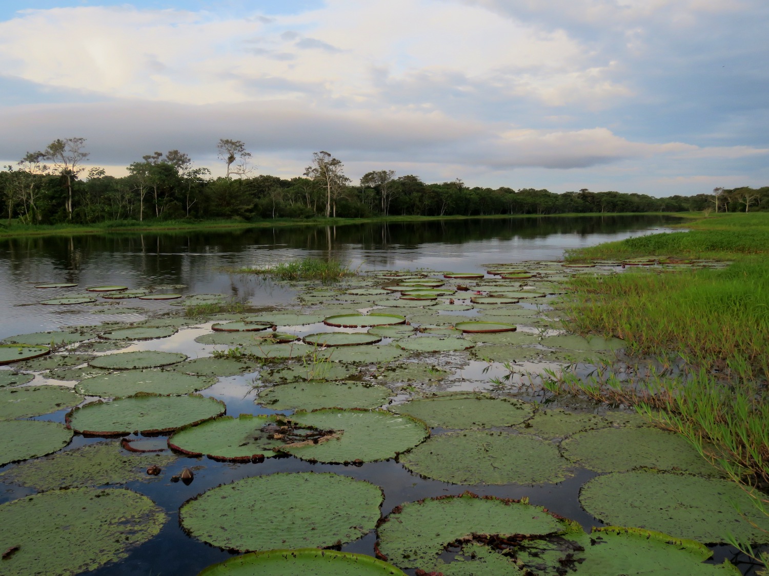 Water lilies in the Peruvian Amazon.