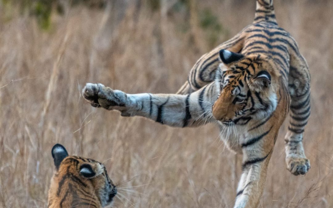 Year of the Tiger: Guide Photos from a Grand India Wildlife Adventure (Plus a Snow Leopard Update!)