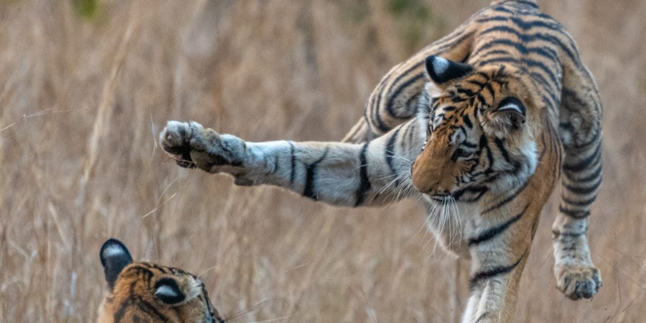 Year of the Tiger: Guide Photos from a Grand India Wildlife Adventure (Plus a Snow Leopard Update!)