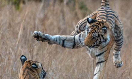 Year of the Tiger: Guide Photos from a Grand India Wildlife Adventure (Plus a Snow Leopard Update!)