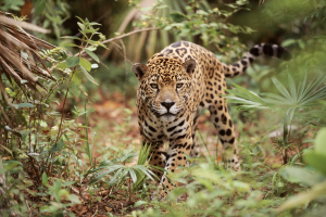 Jaguar in Belize