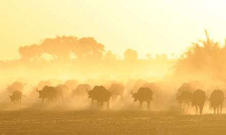 Nature: The Currency of a Life Worth Living