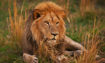 Why Do Lions Roar? Facts about Big Cat Communication